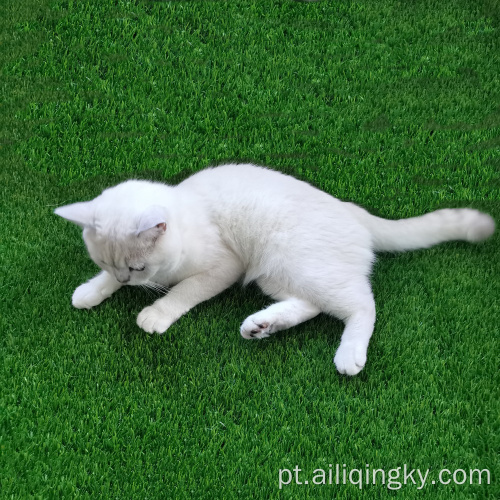 Território para quintal com cães gatos